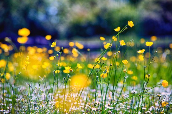 Wild Flowers