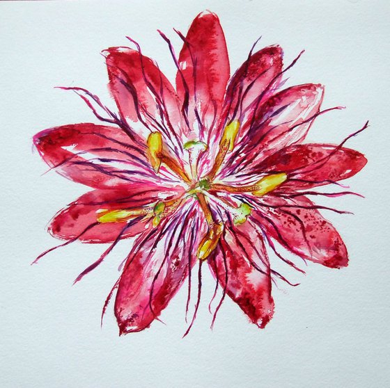 Burgundy Passion Flower / Watercolour