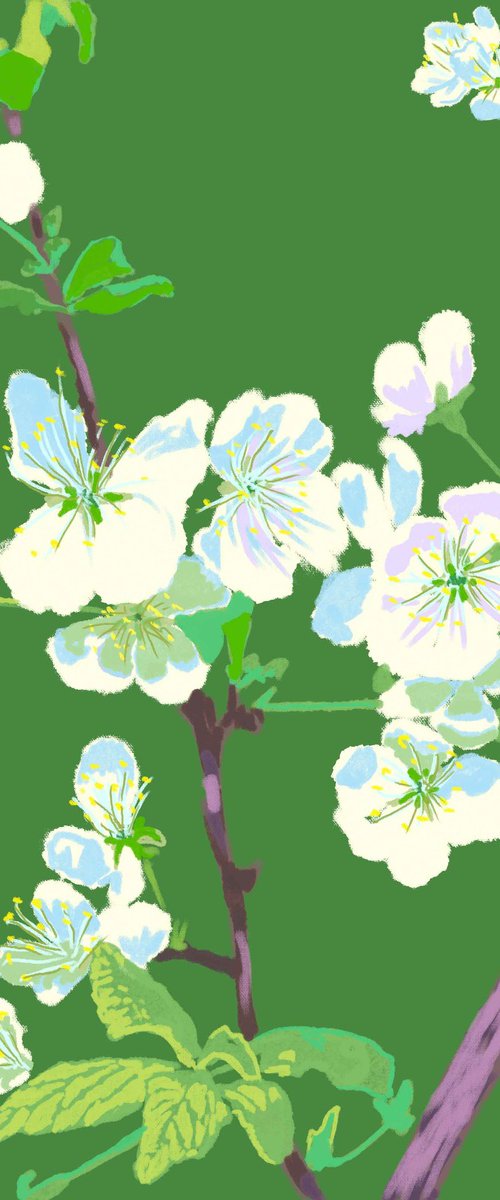 Cherry blossoms in spring by Tomas Stanaitis