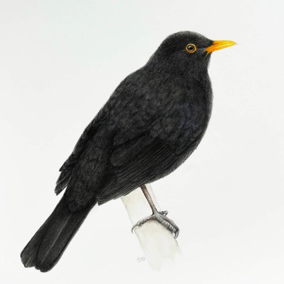 Common Blackbird