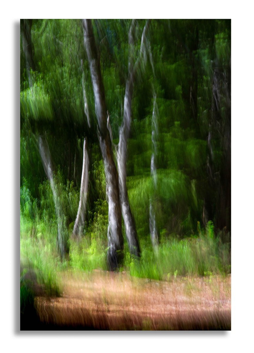 Deep in the Forest - Dark Green Abstract Trees by Lynne Douglas