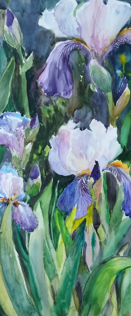 Charming irises by Ann Krasikova