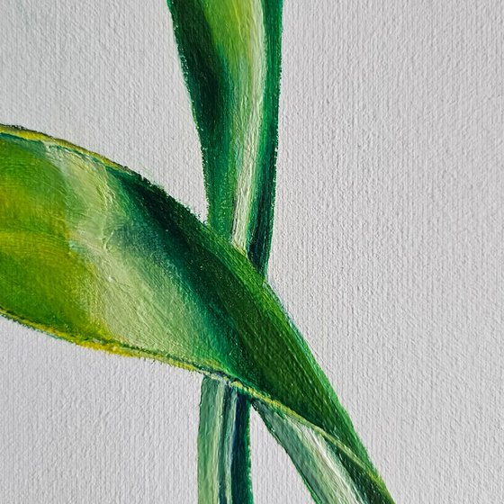 Spring Transformations