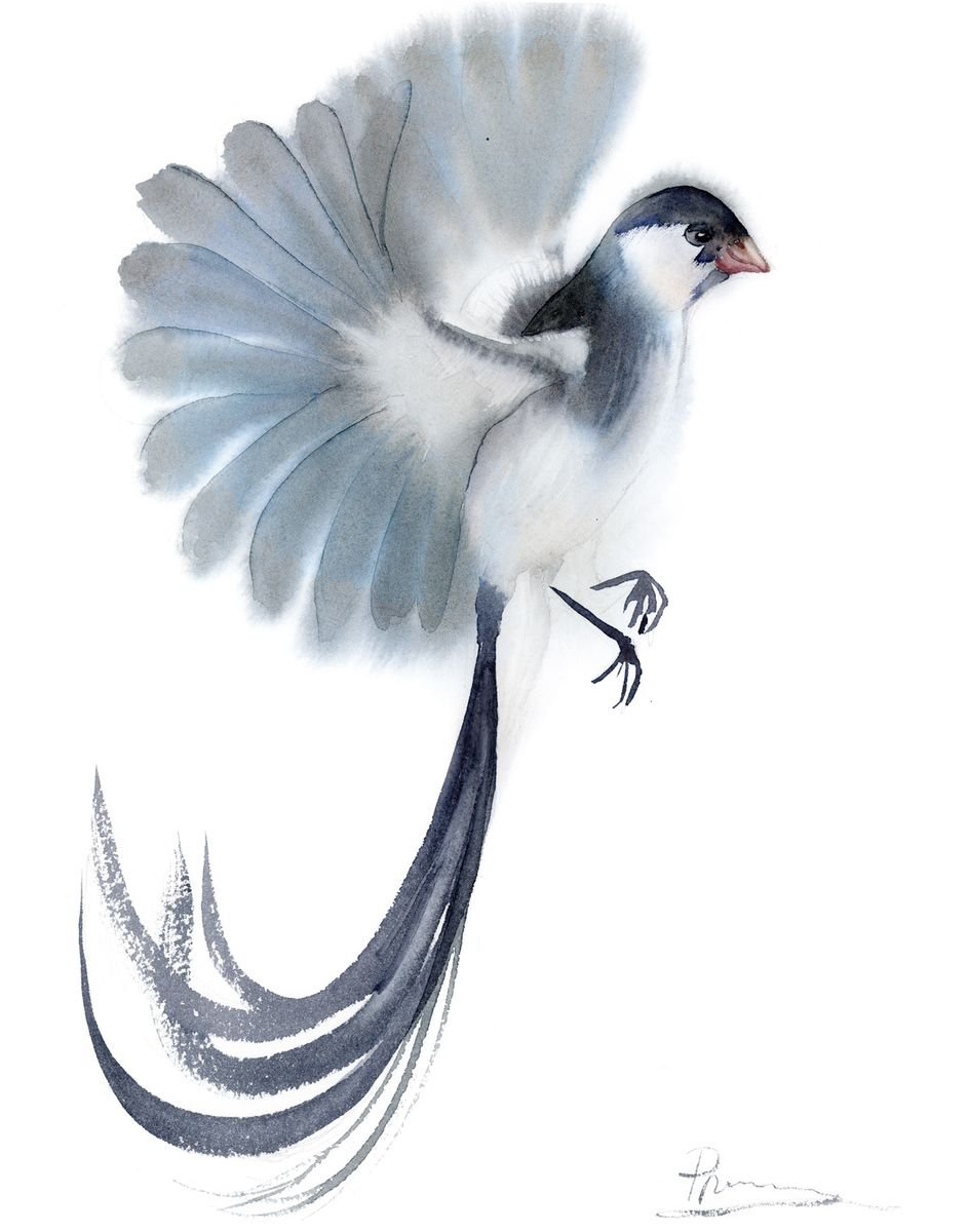 Pin-tailed whydah Bird Original Watercolor Painting by Olga Shefranov (Tchefranova)