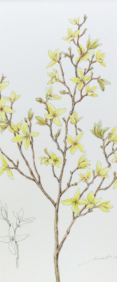 "Forsythia" by Yana Dulger