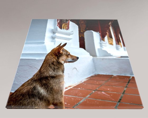 Temple Dogs of Laos No.3