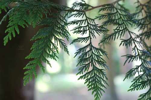 " Gentle Shade Of Ferns " by Natural Light Creations