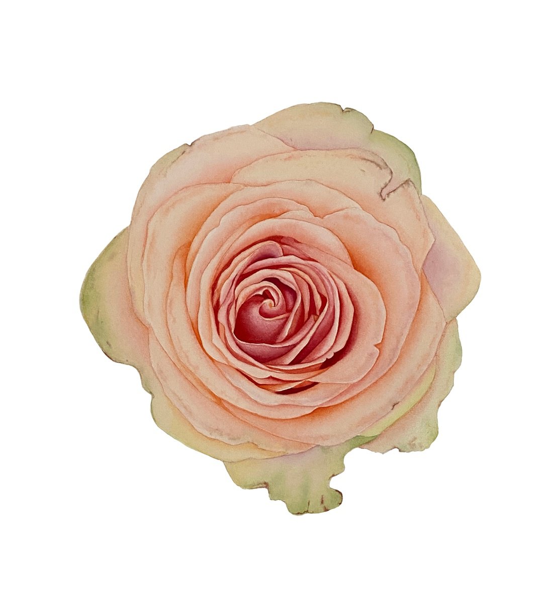 Photorealistic Botanical Watercolour By Tina Shyfruk, 12 X 12", Gentle Rose, Original Artwork