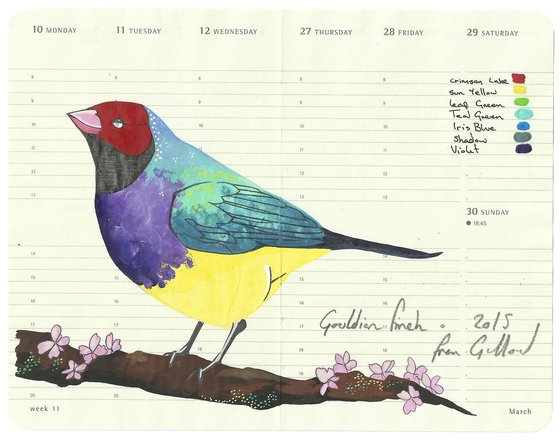 Birds of Oceania: Gouldian Finch