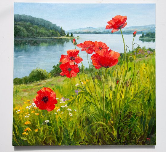 Field of poppies.