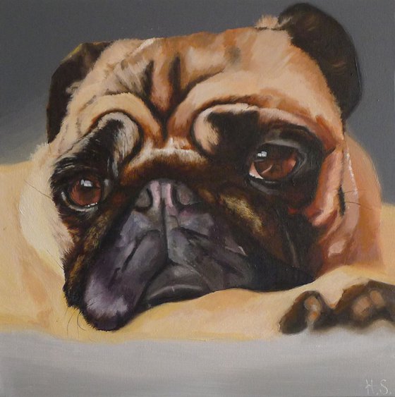 Pug Portrait