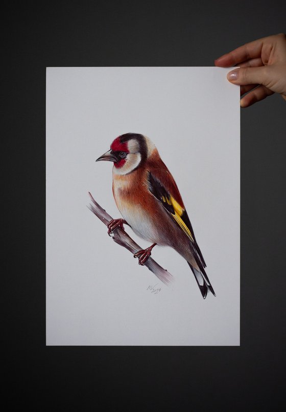 European Goldfinch