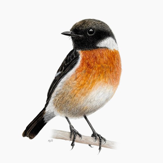 Stonechat