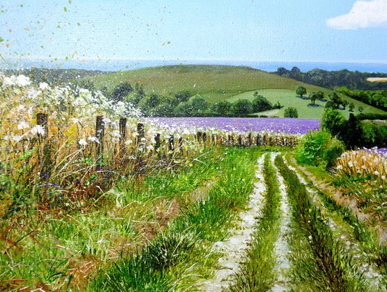 Phacelia to the Sea