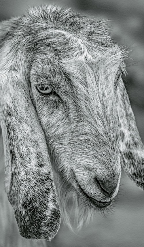 The sheep is in a good mood by Lidiya Dmitrieva