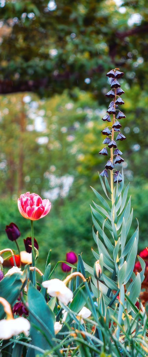 The Very Peak of Spring by Inna Etuvgi