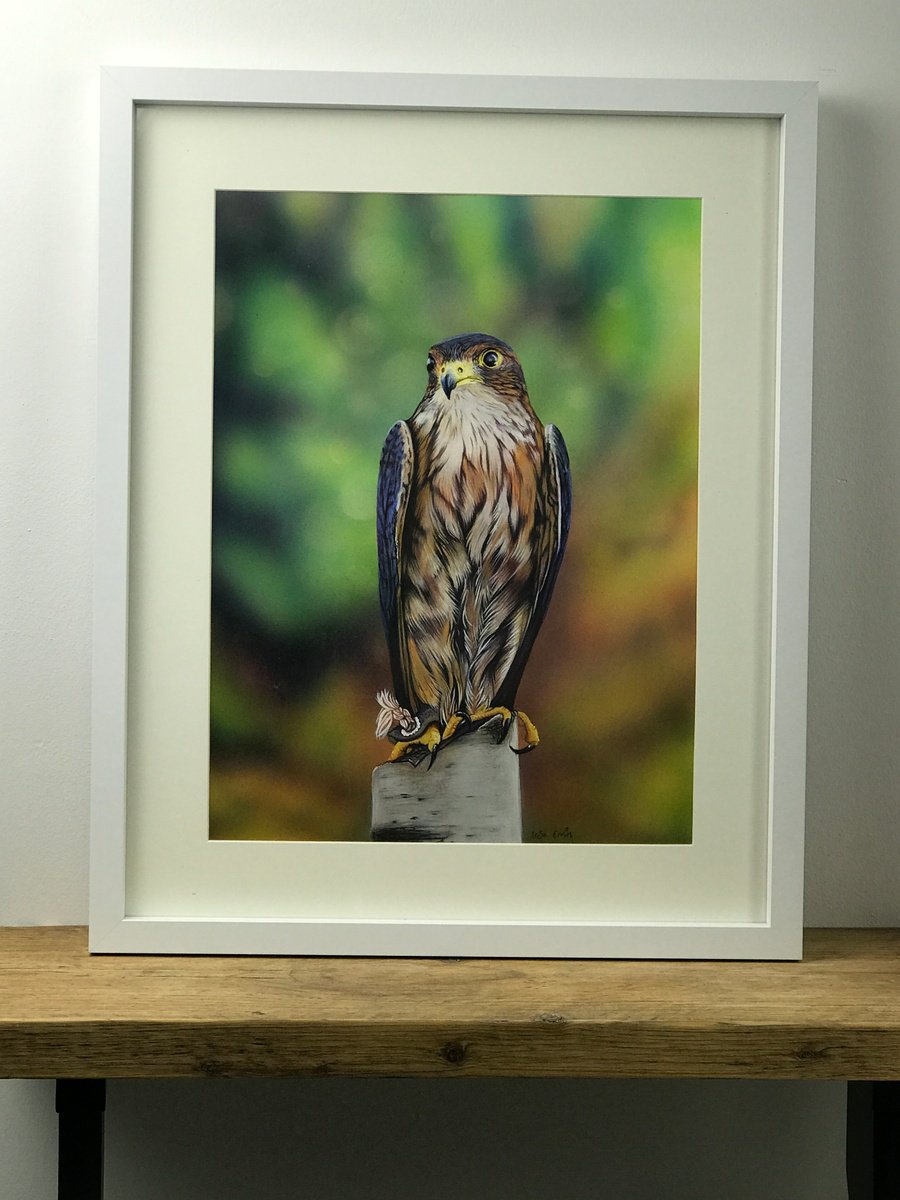 Photorealistic Animal Painting By Irsa Ervin, 17 X 21, Merlin The Falcon, Original Artwork