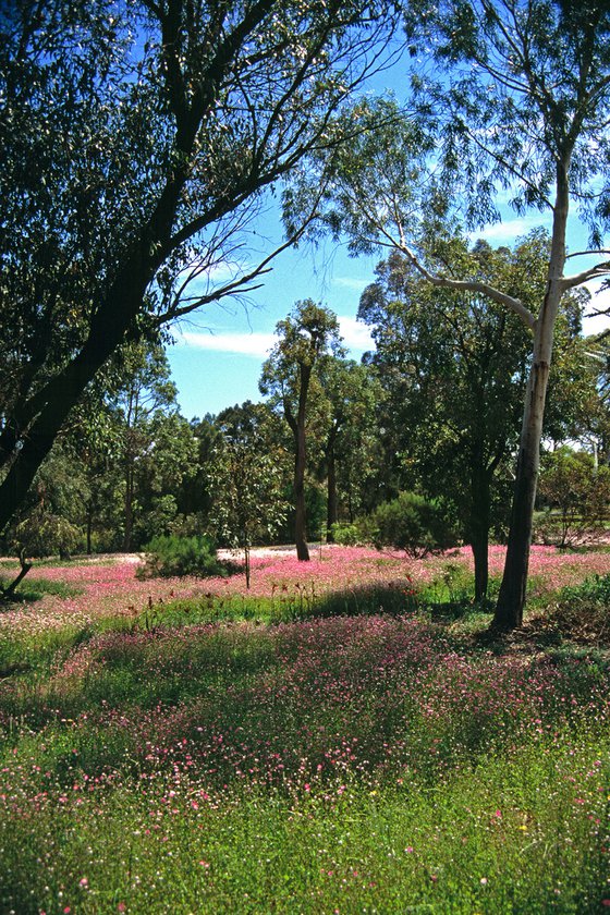 Everlastings in Kings Park