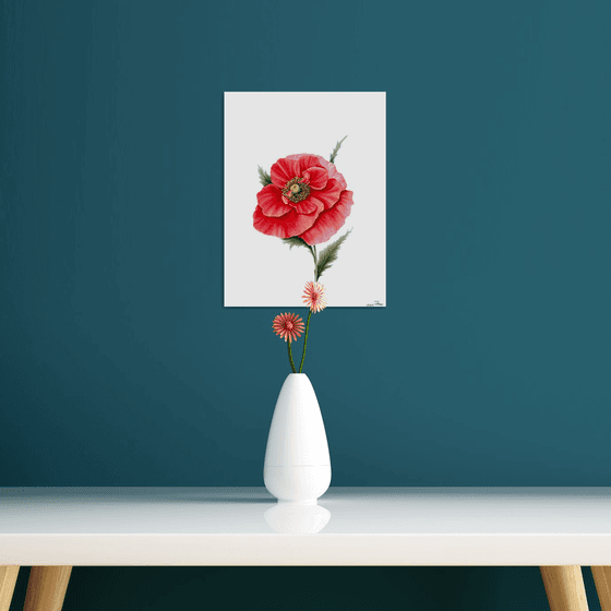 Eloquent scarlet poppy