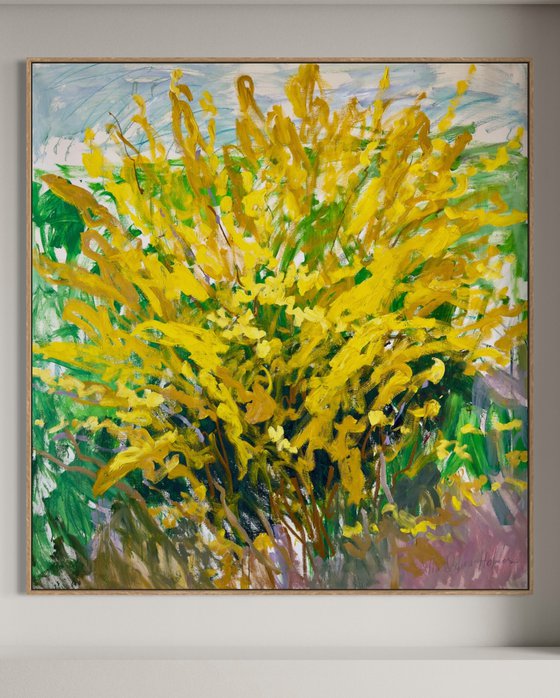 Forsythia in my garden.