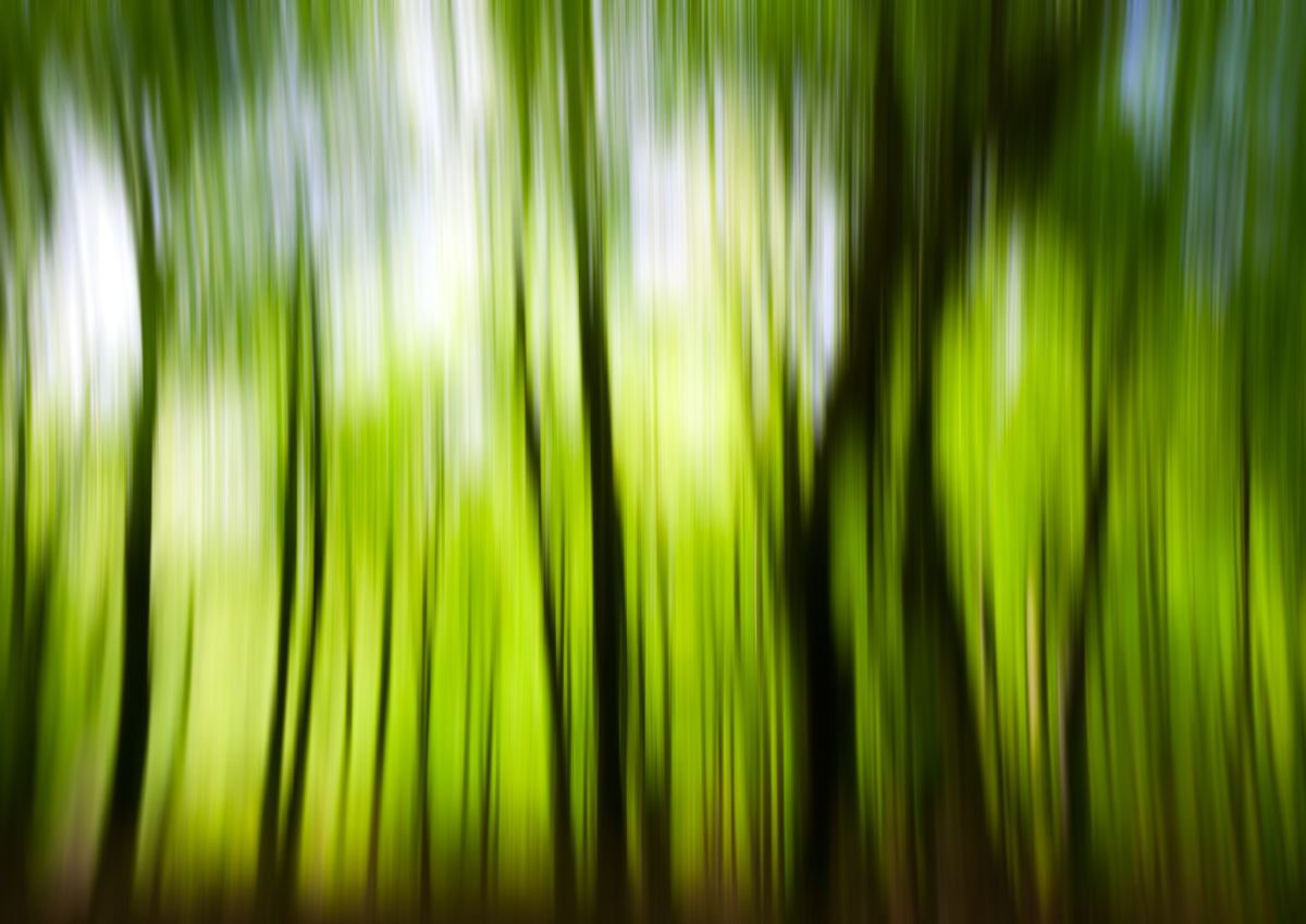 Beech Blur by Tracie Callaghan