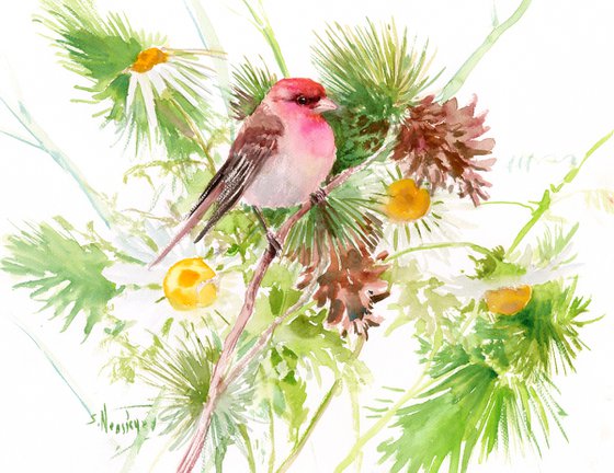 Rosefinch in the wild