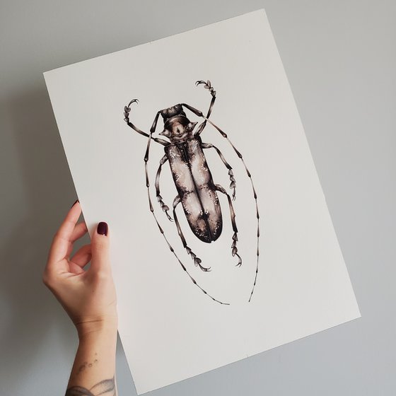 Prosopocera undulata, the flat-faced longhorn beetle