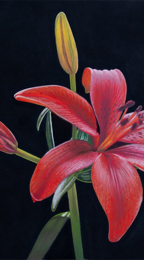 Red Lilly by Dietrich Moravec
