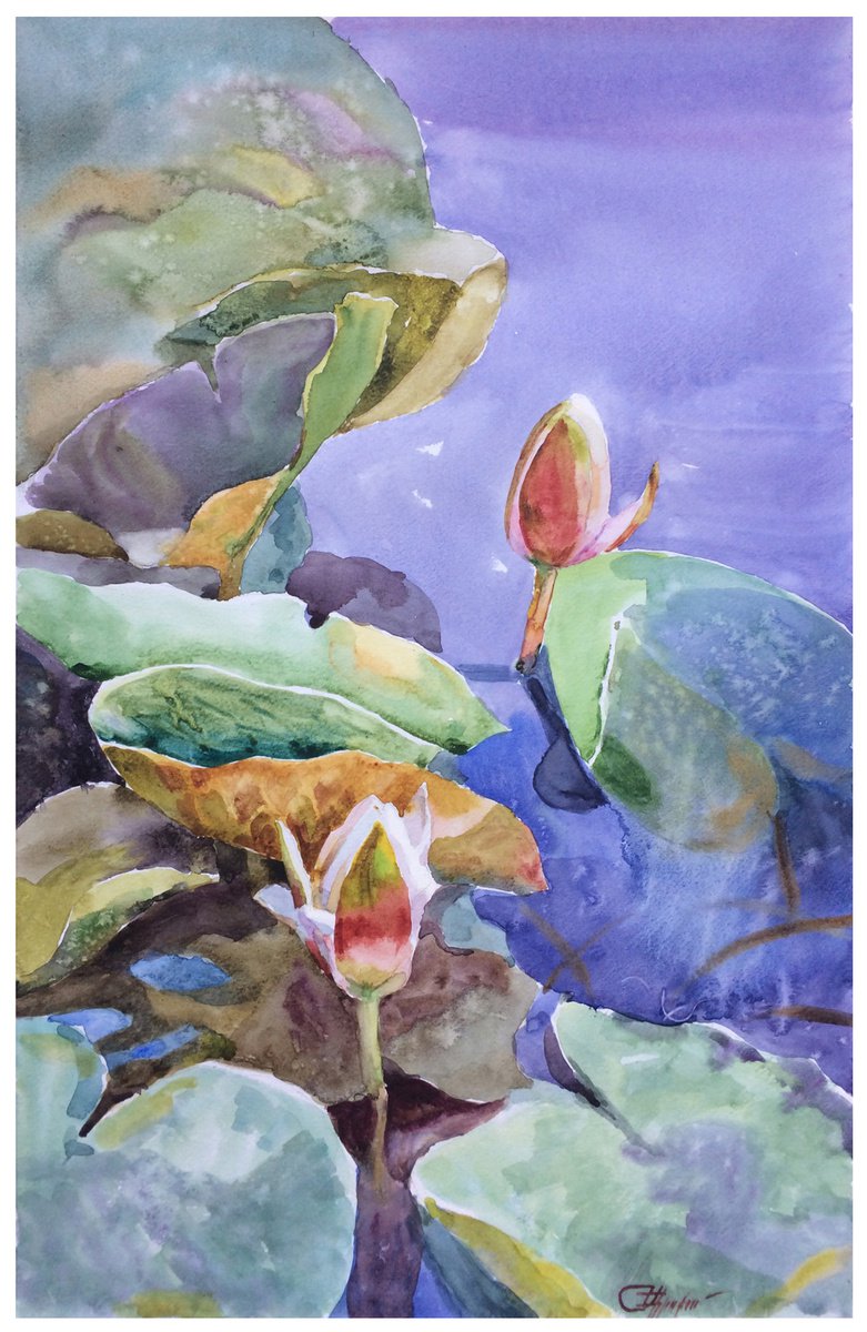 water lilies by Svitlana Druzhko