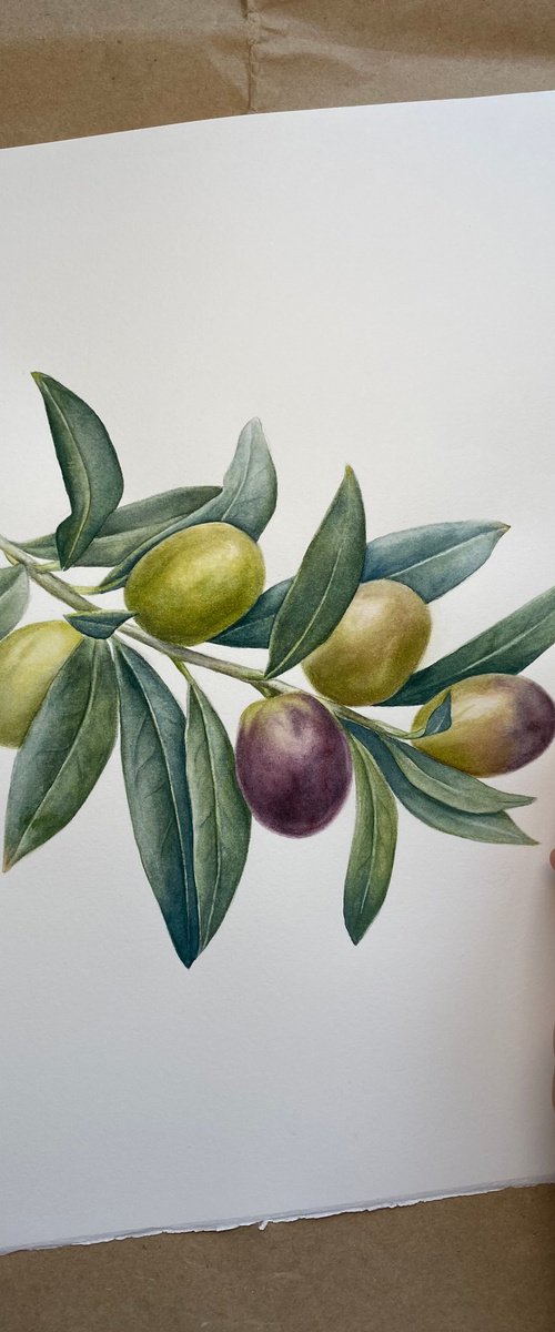 Olive Branch by Anna Lyashenko