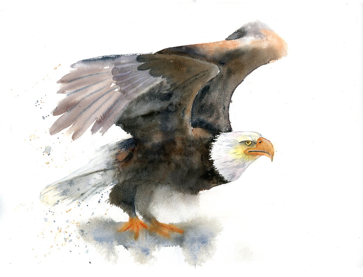 Eagle - Original Watercolor Painting by Olga Shefranov by Olga Shefranov (Tchefranova)