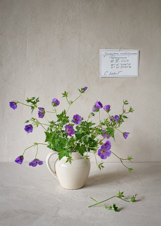 Geranium wallichchianum