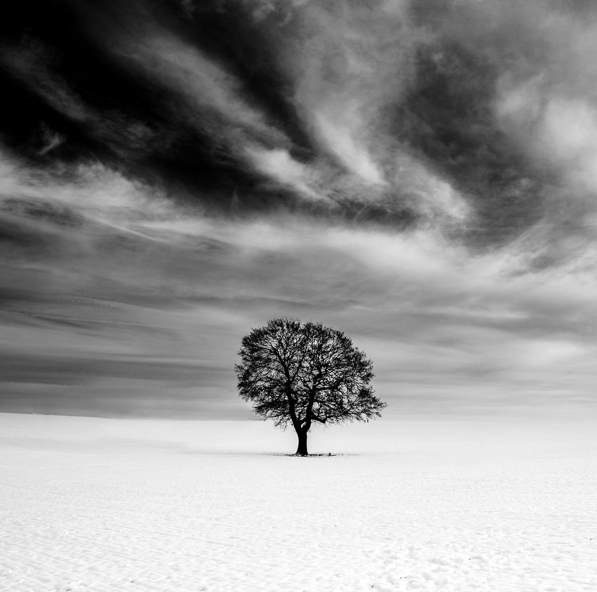 Lone Tree by Michelle Williams Photography