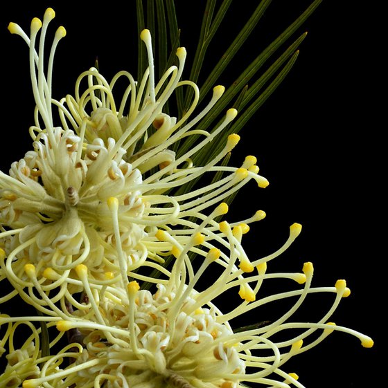 Grevillea Moonlight