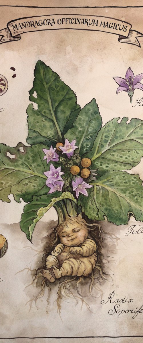Mandragora Officinarum Magical by Olga Beliaeva Watercolour