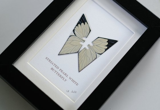Striated pearl white butterfly