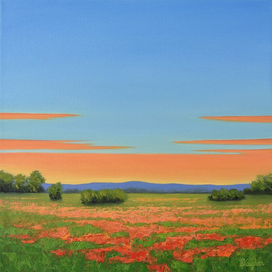 Blooming Poppies - Colorful Flower Field Landscape