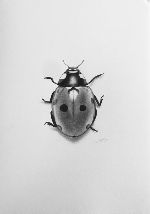 Ladybug by Amelia Taylor