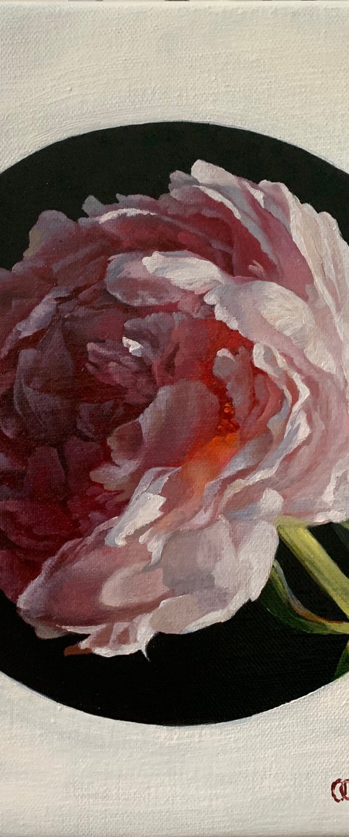 Peony by Olga Groh