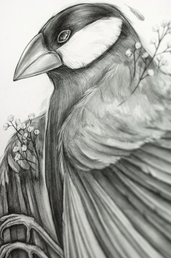 Finch bird