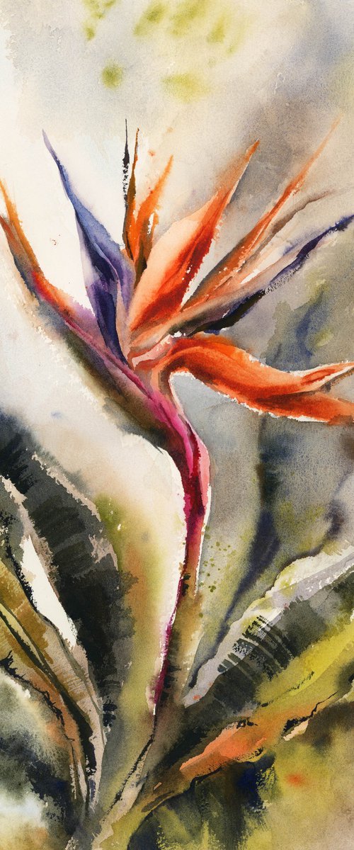 Bird of Paradise Flowers by Sophie Rodionov