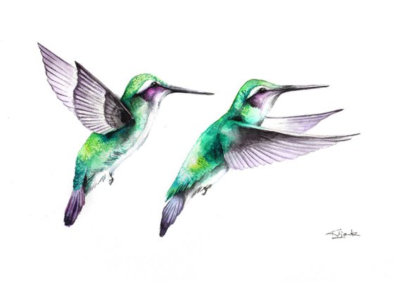 Hummingbirds, wildlife, birds and nature watercolour