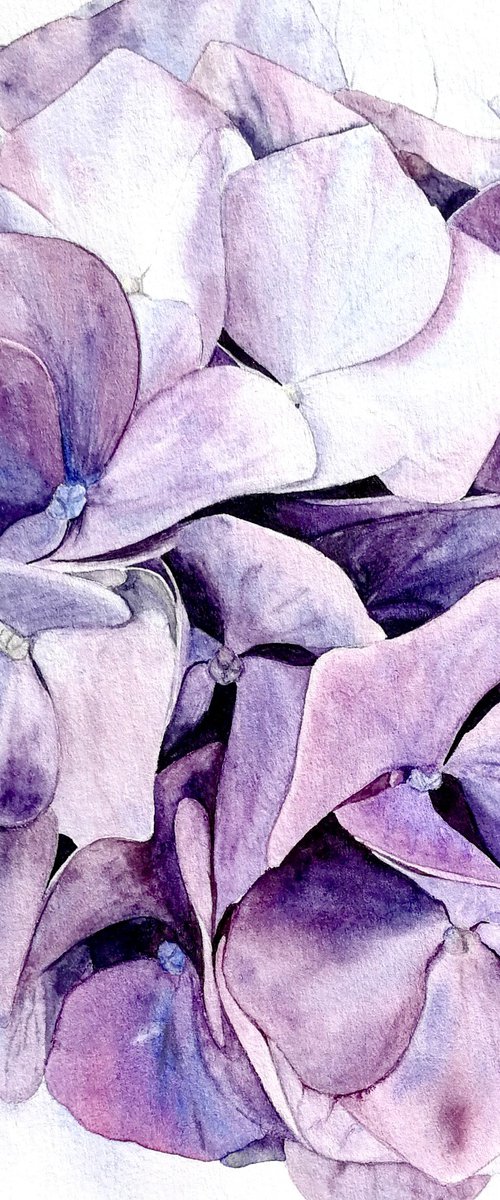 Violet Hydrangea by Alona Hryn