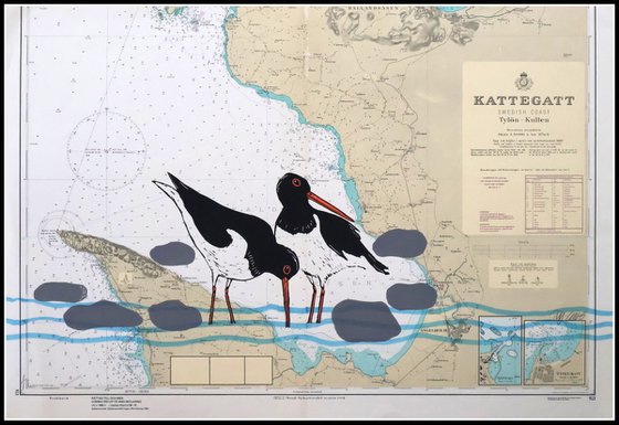 Oystercatchers Kattegatt