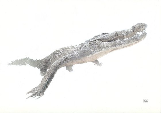 Saltwater Crocodile 01 - Sold