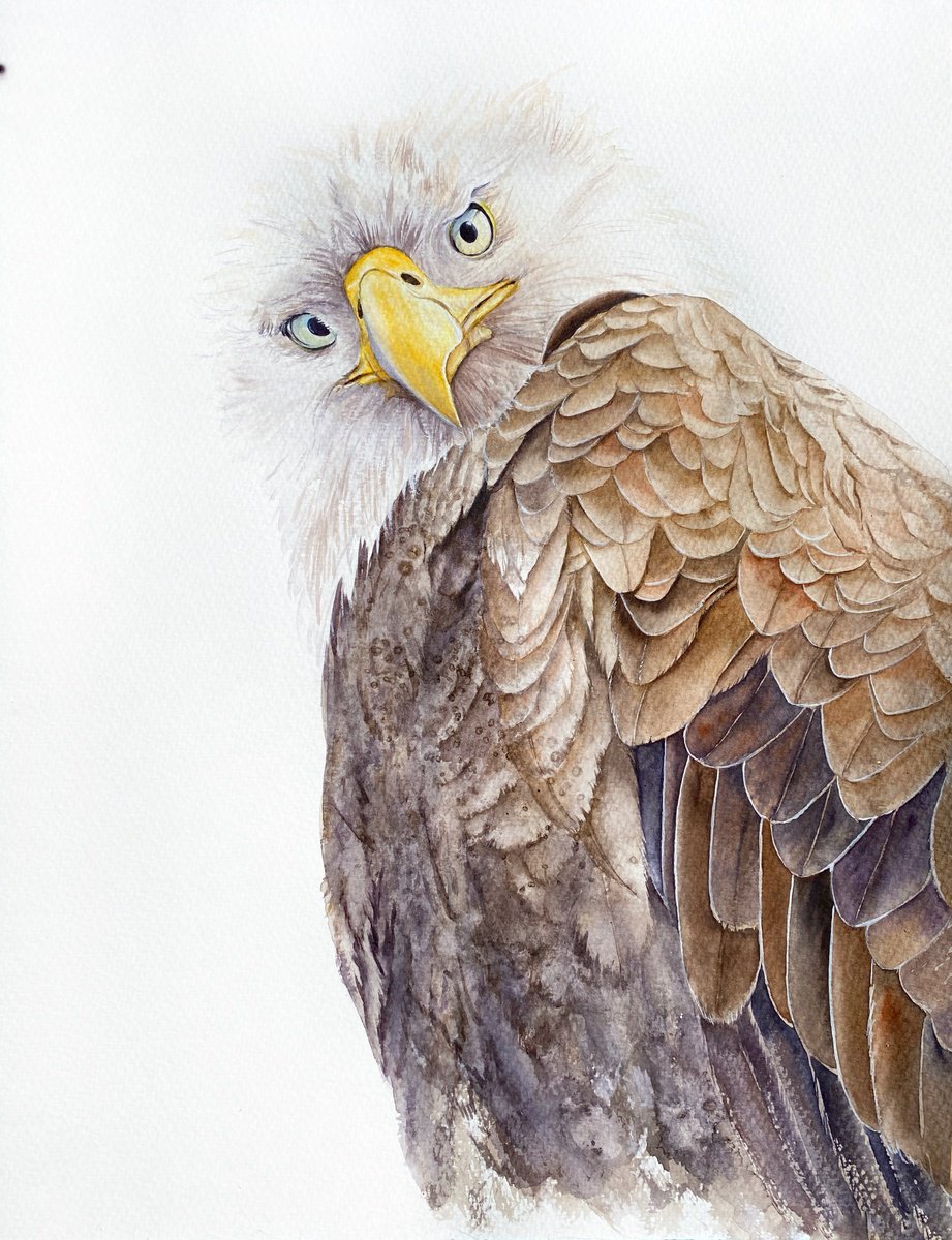 Photorealistic Watercolour , Hawk, Eagle, Falcon Wild Birds By Tetiana Savchenko, 13 X 17, Artwork For Sale On Artfinder