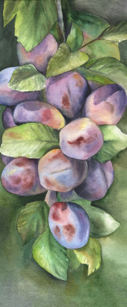 Ripe Plums by Maryna Boiko