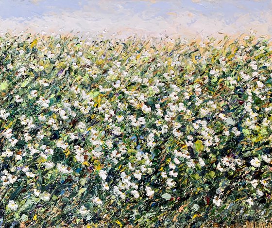Field of white daisies
