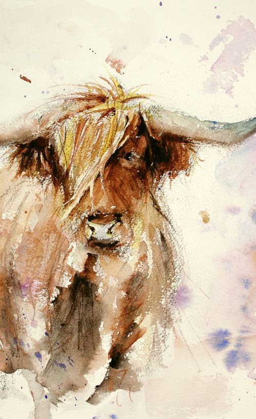 Highland Cow by Tomasz Mikutel