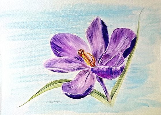 Crocus. Watercolor painting on paper.